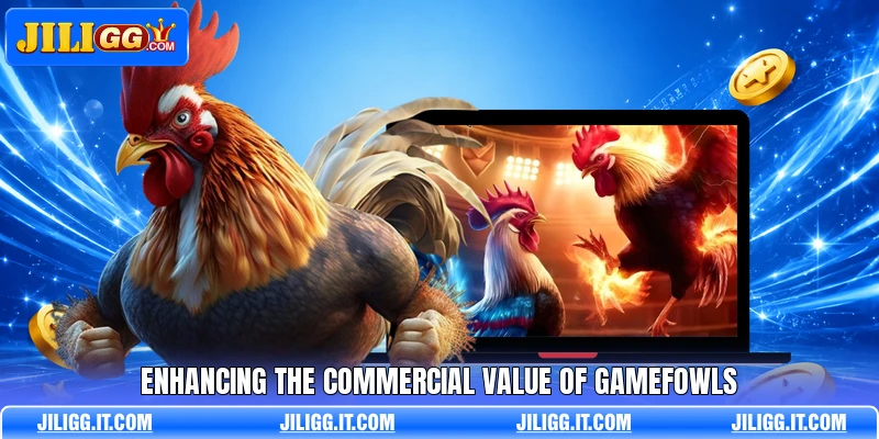 Enhancing the commercial value of gamefowls